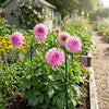 3 Way of Life Dahlia, Wedding flowers, Bouquet flowers, cut flowers, collector dahlia