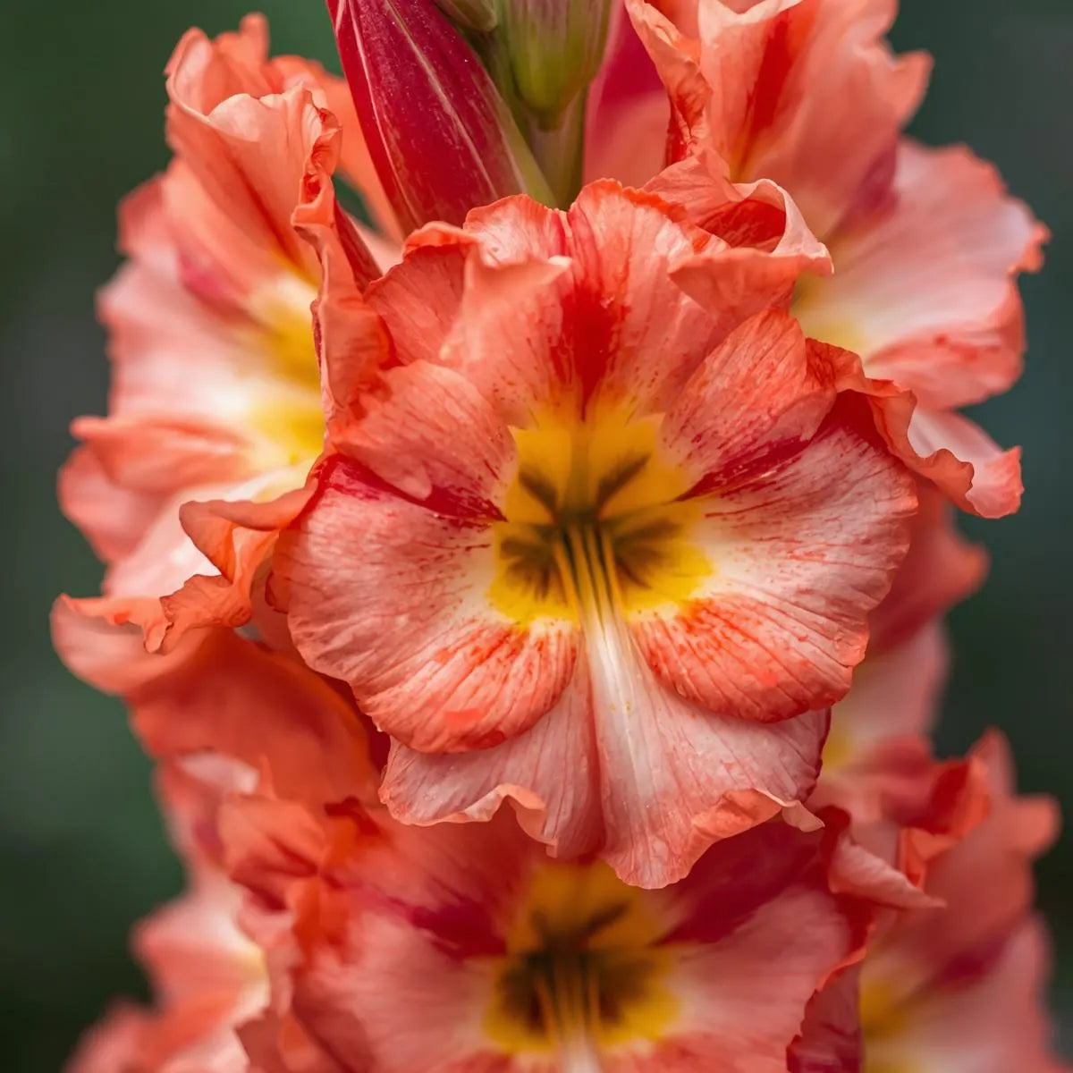 6 Tutti Frutti Gladiolus Bulb Mix, Cut Flowers, Attracts pollinators, Blooms through summer