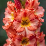 6 Tutti Frutti Gladiolus Bulb Mix, Cut Flowers, Attracts pollinators, Blooms through summer