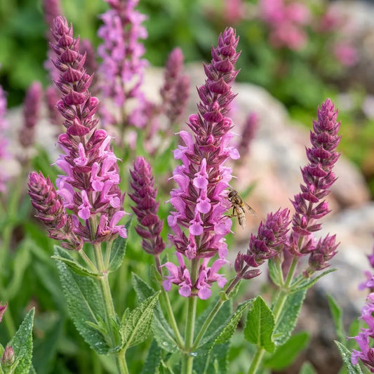 Salvia Rose Queen Seeds