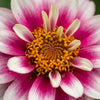 Belize Dbl Pink Bicolor Zinnia Seeds, Non-Stop Blooms, Pollinator Garden