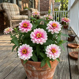 Belize Dbl Pink Bicolor Zinnia Seeds, Non-Stop Blooms, Pollinator Garden