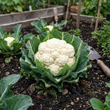 Twister F1 Untreated Cauliflower Seeds, Excellent Flavor, Cooking Vegetables, Cool Season Veggie