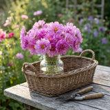 Rose Bon Bon Cosmo Seeds, Rare Cosmo, Double-layered flowers, long blooming season, attracts pollinators