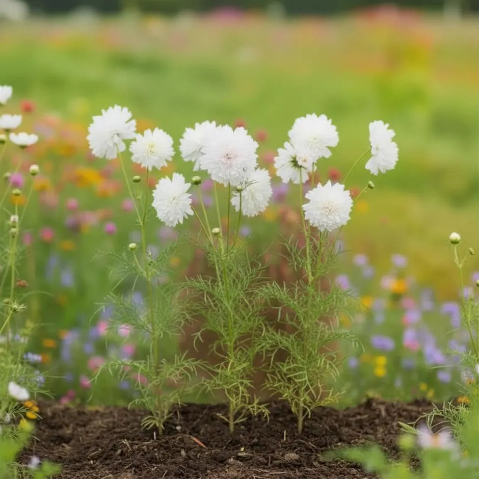 Snow Puff Cosmo Seeds, Cottage Garden, pollinator garden, moon, garden, Wedding flowers