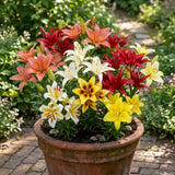 Mixed Asiatic Lillies Bulb Pack, Easy-care Bulbs, Summer blooms, Fall Blooms, Vibrant Blooms