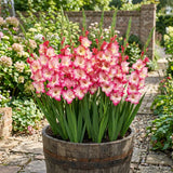 Priscilla Gladiolus Bulbs, Container flowers, Cut Flowers, Summer Blooms