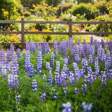 Texas Bluebonnet Lupine Seeds, Meadow flowers, State flower, pollinator friendly, drought tolerant