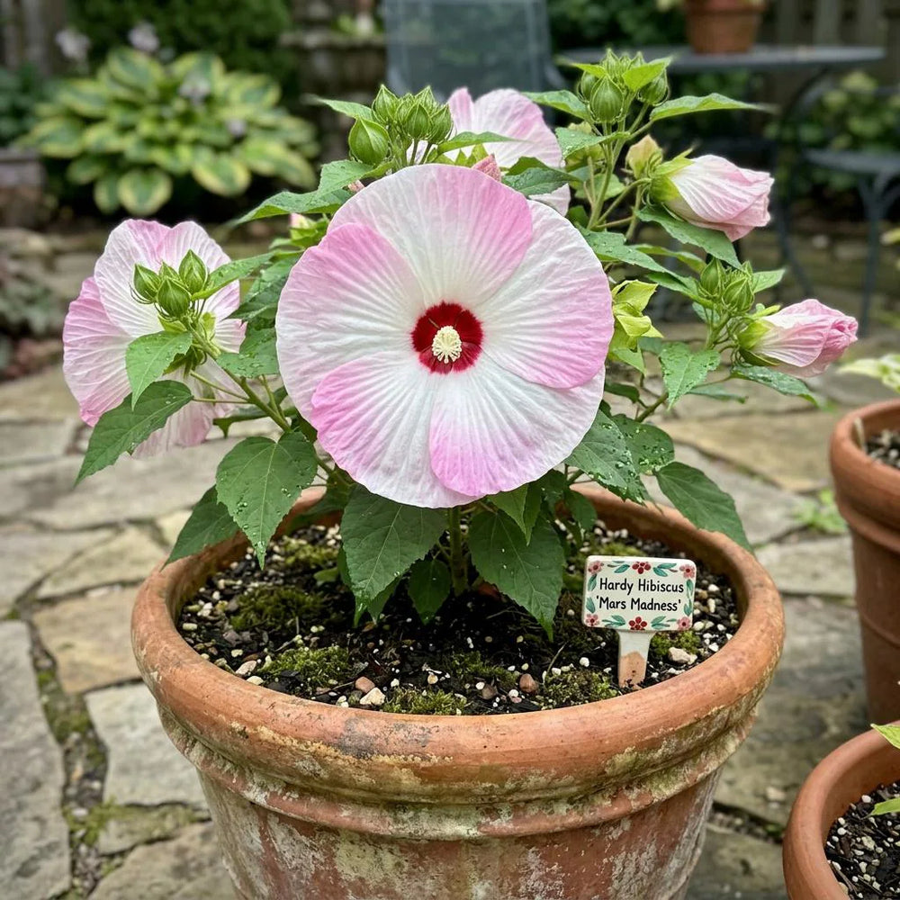 Swamp Rose Mallow Hibiscus Seeds, Summer Blooms, Exotic Blooms