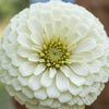 Benary's Giant White Zinnia Seeds