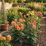 Strawberry Blonde Marigold Seeds