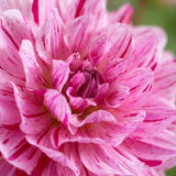 3 Way of Life Dahlia, Wedding flowers, Bouquet flowers, cut flowers, collector dahlia
