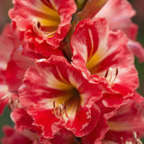 6 Tutti Frutti Gladiolus Bulb Mix, Cut Flowers, Attracts pollinators, Blooms through summer