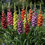 6 Tutti Frutti Gladiolus Bulb Mix, Cut Flowers, Attracts pollinators, Blooms through summer