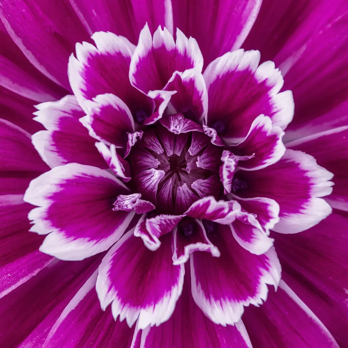 Purple Picotee Diamond Dianthus Seeds, Fragrant Flowers, border Flowers, Container Flowers, Cottage gardens