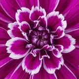 Purple Picotee Diamond Dianthus Seeds, Fragrant Flowers, border Flowers, Container Flowers, Cottage gardens