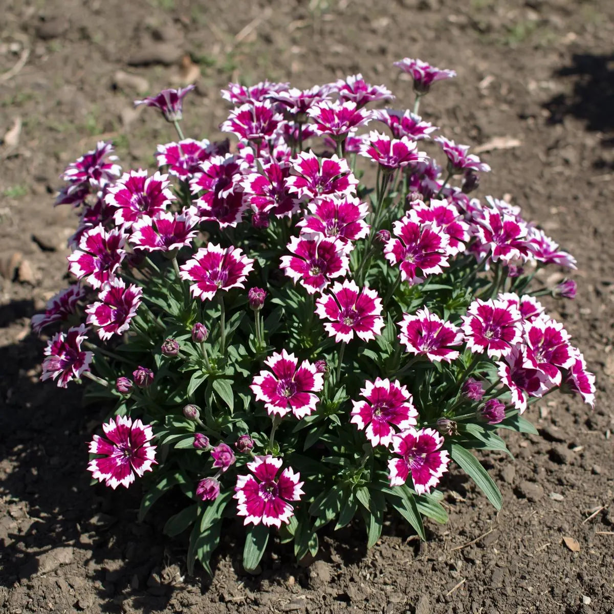 Purple Picotee Diamond Dianthus Seeds, Fragrant Flowers, border Flowers, Container Flowers, Cottage gardens