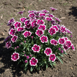 Purple Picotee Diamond Dianthus Seeds, Fragrant Flowers, border Flowers, Container Flowers, Cottage gardens