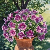 Purple Picotee Diamond Dianthus Seeds, Fragrant Flowers, border Flowers, Container Flowers, Cottage gardens