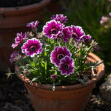 Purple Picotee Diamond Dianthus Seeds, Fragrant Flowers, border Flowers, Container Flowers, Cottage gardens
