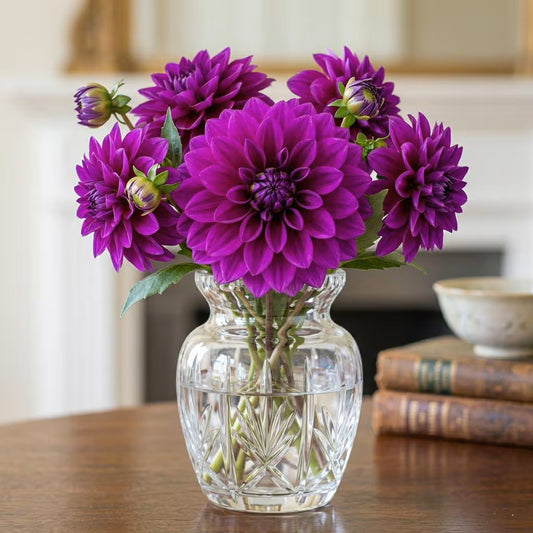 3 Le Baron Dahlia Tubers, Continuous Blooms, Floral arrangement, cutting garden, cottage garden