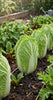 Cabbage , Napa China Star Treated Seeds,Crisp Cabbage, Easy Grow