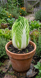 Cabbage , Napa China Star Treated Seeds,Crisp Cabbage, Easy Grow