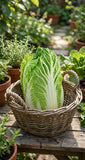 Cabbage , Napa China Star Treated Seeds,Crisp Cabbage, Easy Grow