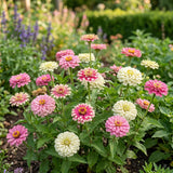 Strawberry Parfait Mix Untreated Zinnia Seeds, Year round Blooms, Double Blooms