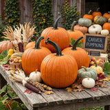 Tons of Fun Pumpkin Seeds, Carver, pumpkin patches, seasonal display