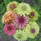 Queeny Mix Zinnia Seeds