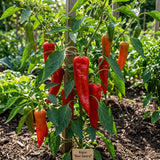 Kapia Red Sword Pepper Seeds, Heirloom Sweet Variety, Roasting, Grilling, Container Garden (20 Seeds)