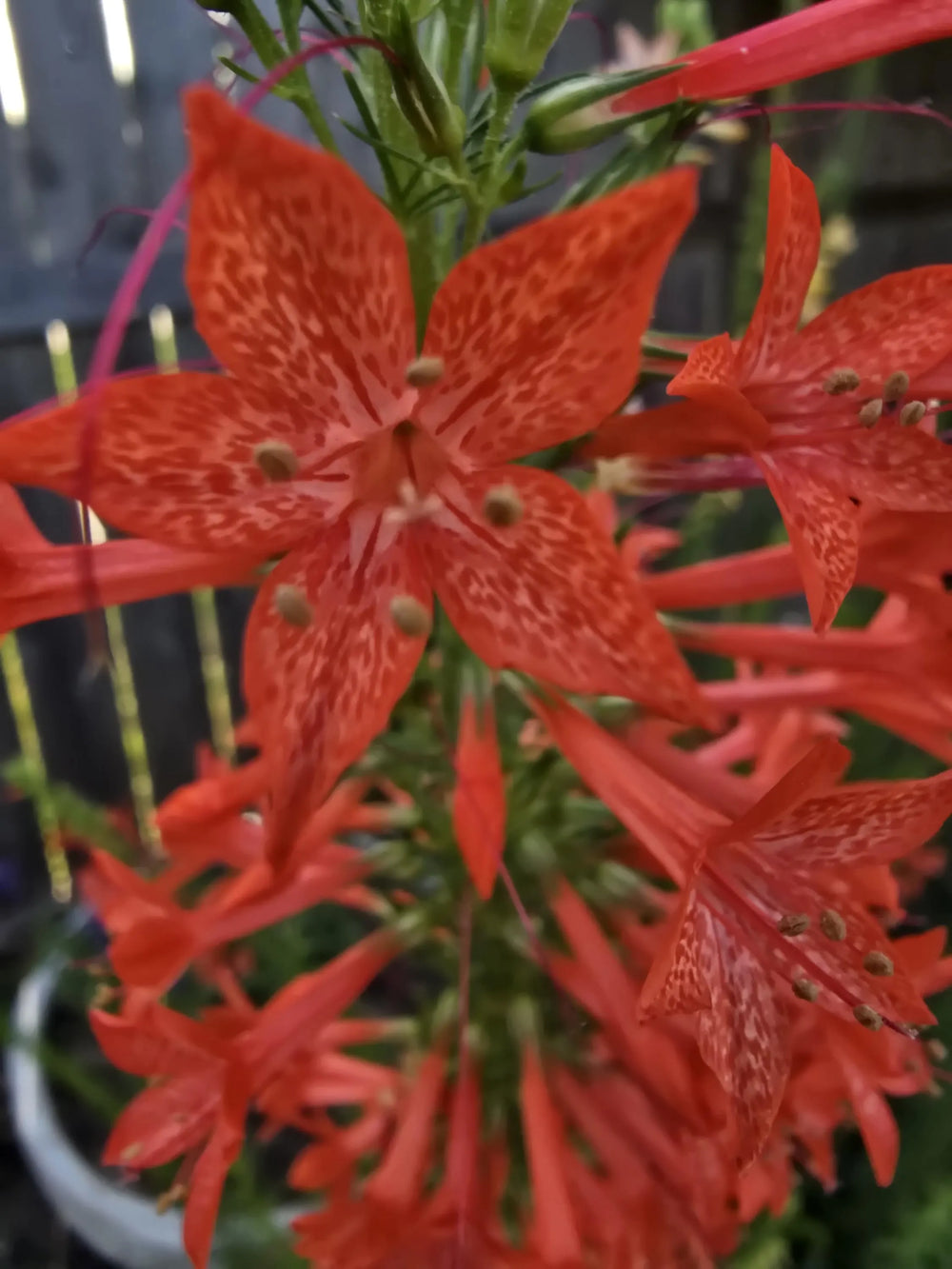 Standing Cypress Seeds, Drought tolerant, Continuous Bloomer, Perennial