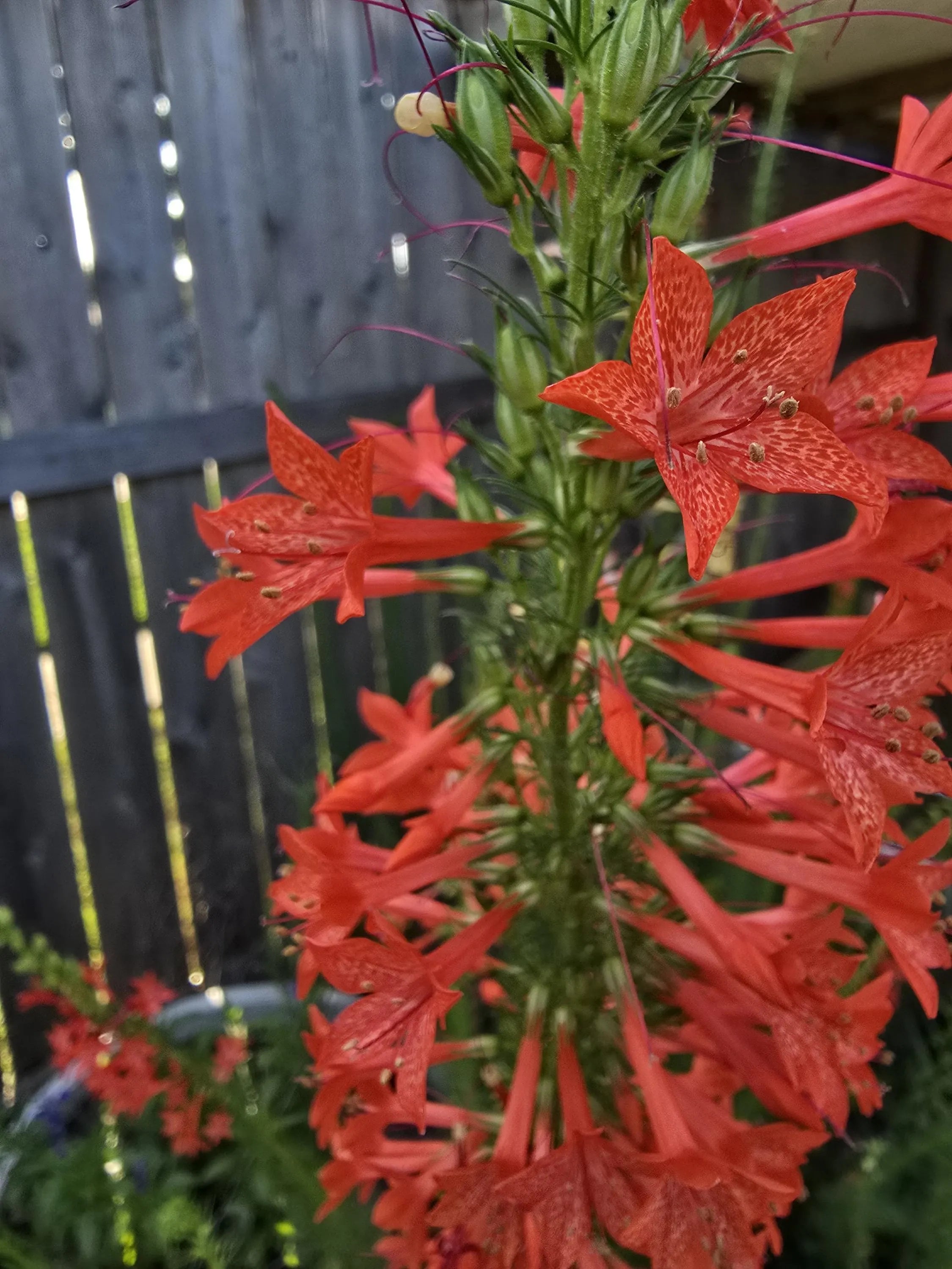 Standing Cypress Seeds, Drought tolerant, Continuous Bloomer, Perennial