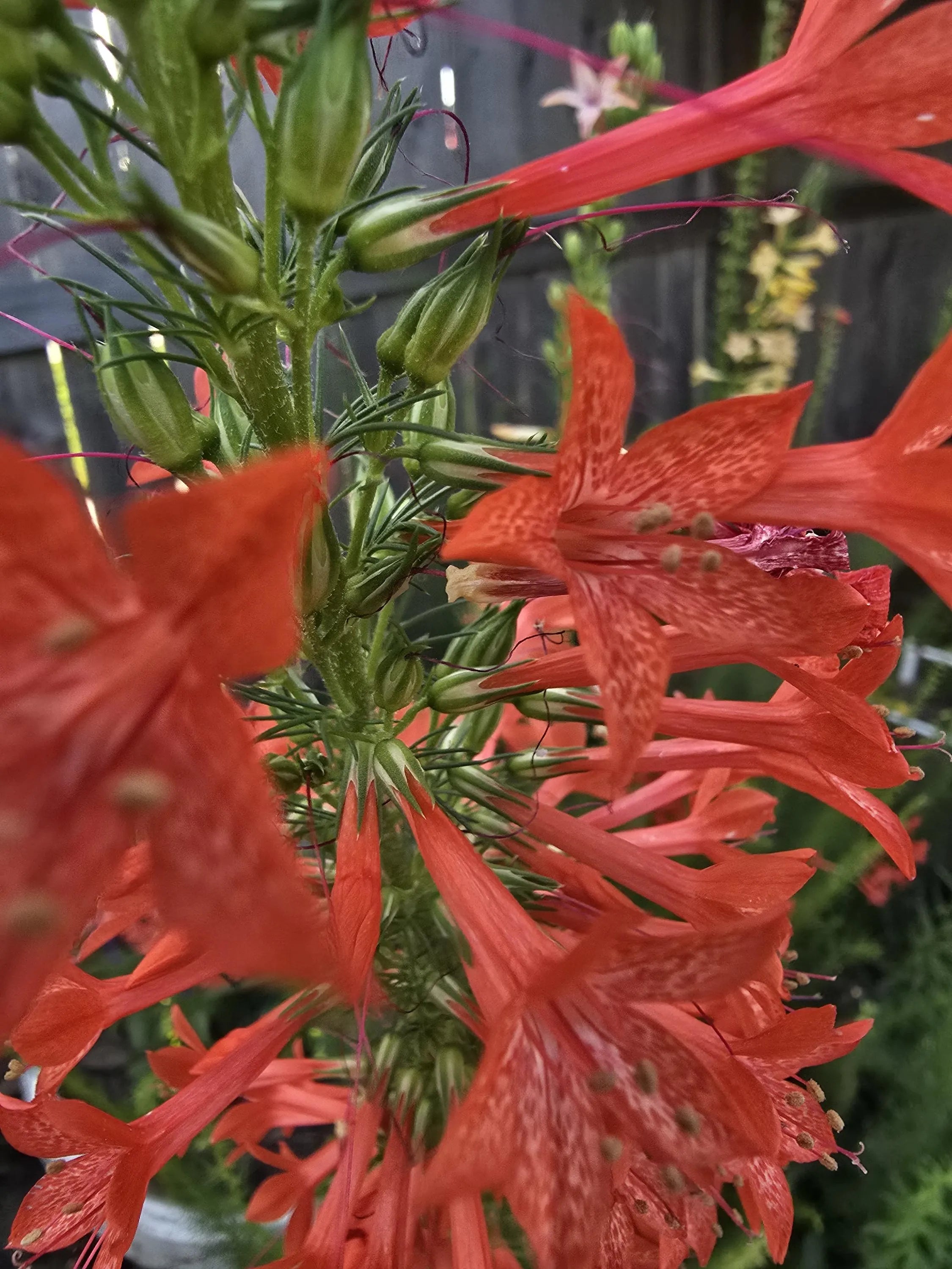 Standing Cypress Seeds, Drought tolerant, Continuous Bloomer, Perennial