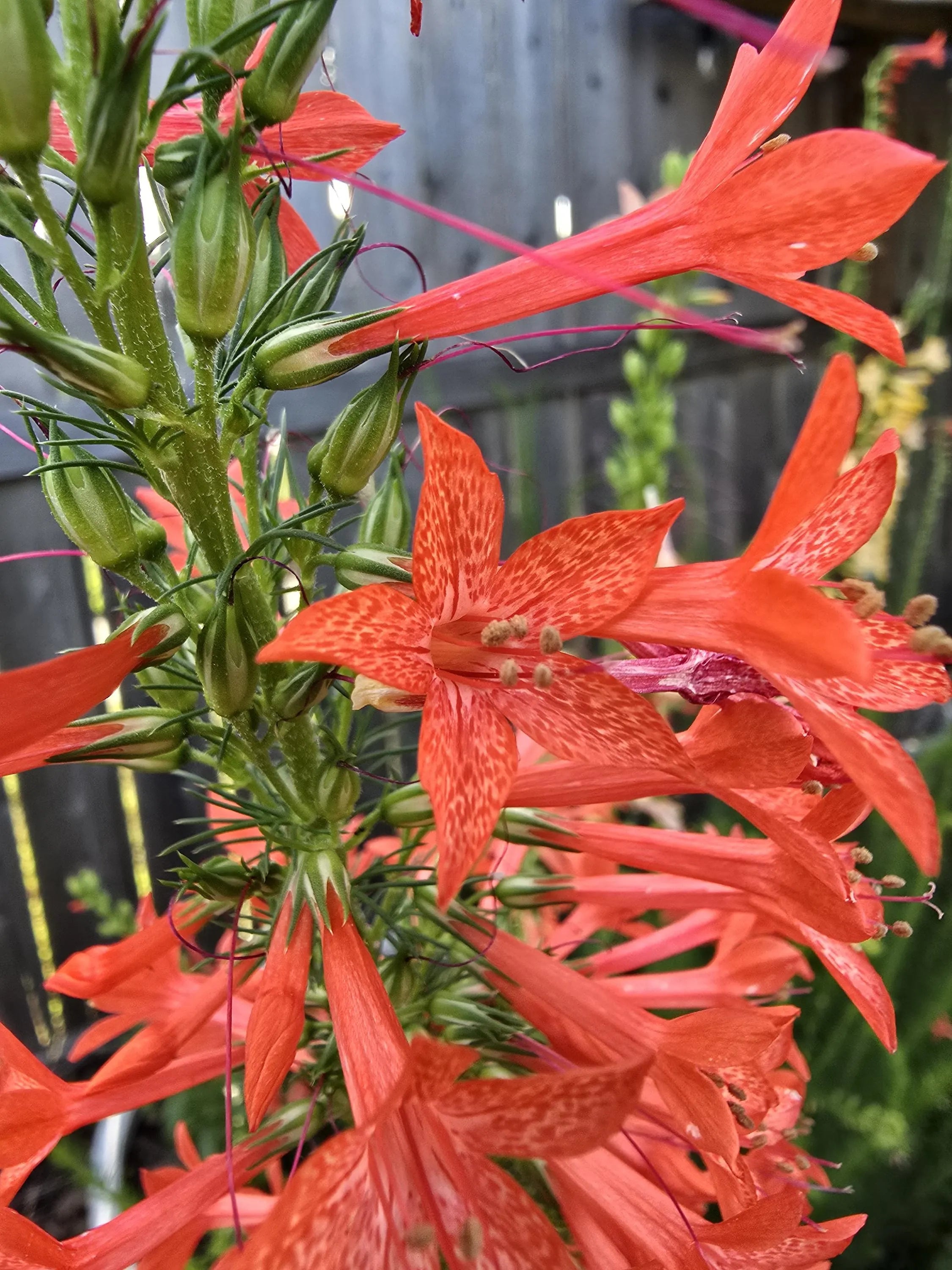 Standing Cypress Seeds, Drought tolerant, Continuous Bloomer, Perennial