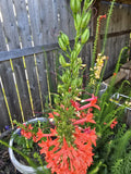 Standing Cypress Seeds, Drought tolerant, Continuous Bloomer, Perennial