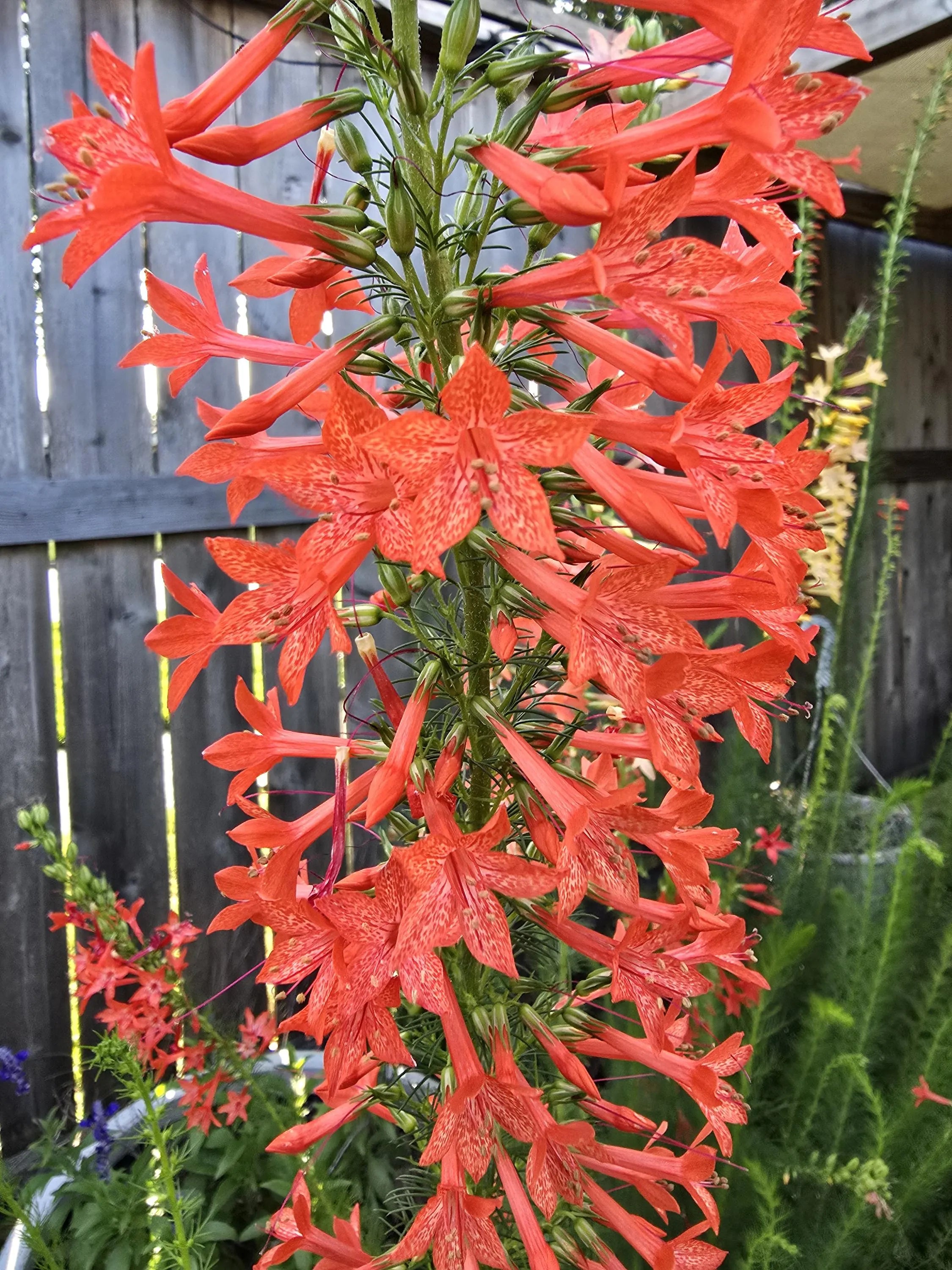 Standing Cypress Seeds, Drought tolerant, Continuous Bloomer, Perennial