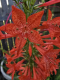 Standing Cypress Seeds, Drought tolerant, Continuous Bloomer, Perennial