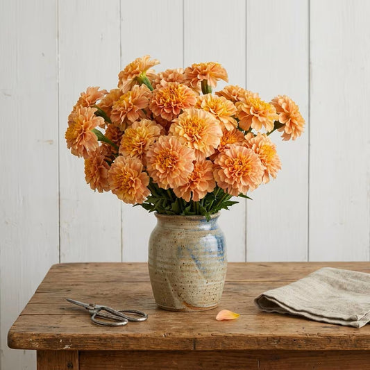 Strawberry Blonde Marigold Seeds