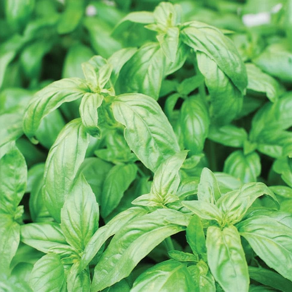 Sweet Aroma II Organic Basil Seeds, Herb Garden, Container, Raised Bed, Culinary Fragrance