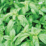 Sweet Aroma II Organic Basil Seeds, Herb Garden, Container, Raised Bed, Culinary Fragrance
