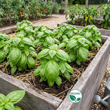 Sweet Aroma II Organic Basil Seeds, Herb Garden, Container, Raised Bed, Culinary Fragrance