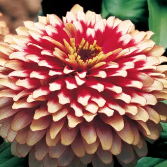 Swizzle Cherry Ivory Zinnia Seeds
