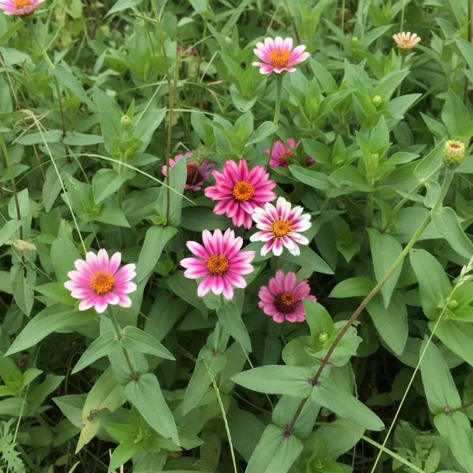 Profusion Cherry Bicolor Zinnia Seeds, Award Winner, Pollinator Garden